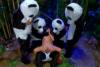Five Pandas &amp; One Kitty.jpg