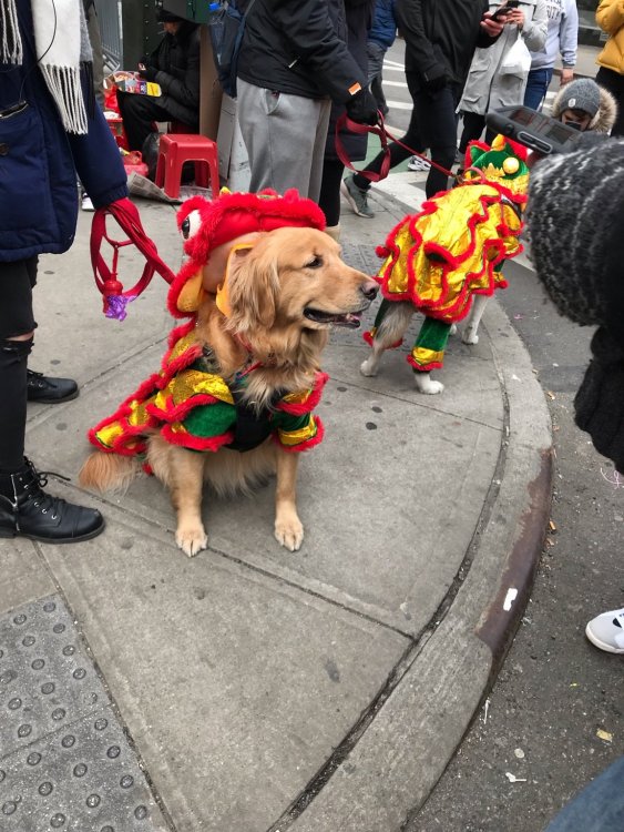 CNY Doggo 2.jpg