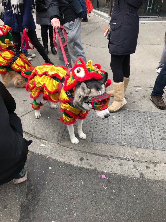 CNY Doggo 1.jpg